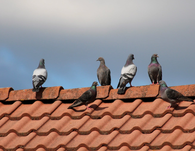 Feral Pigeons (Rock Doves)