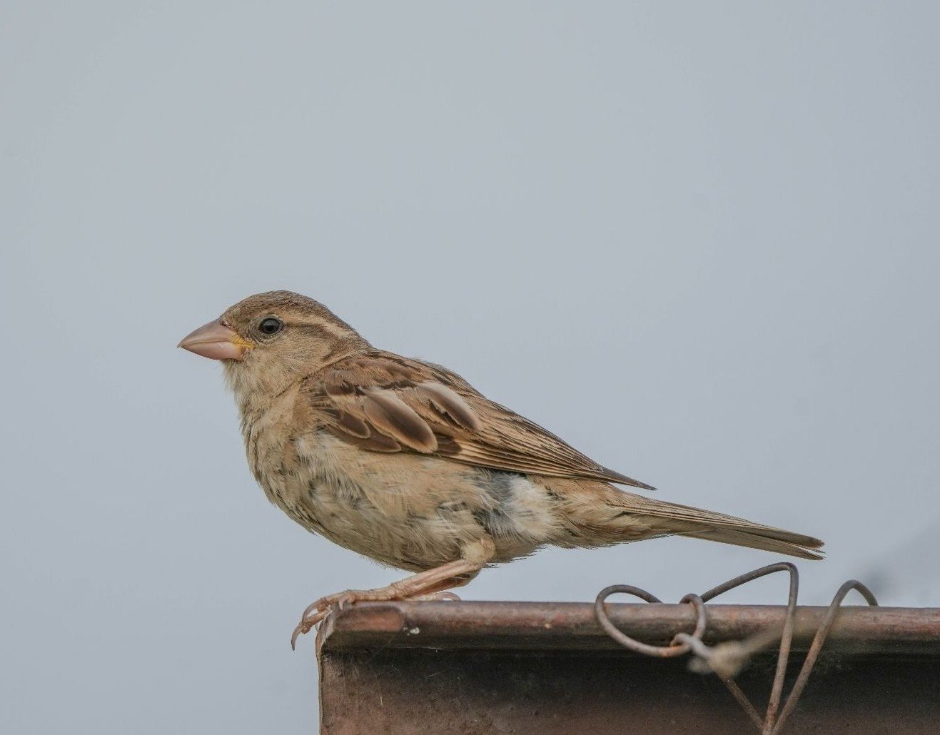 House Sparrows