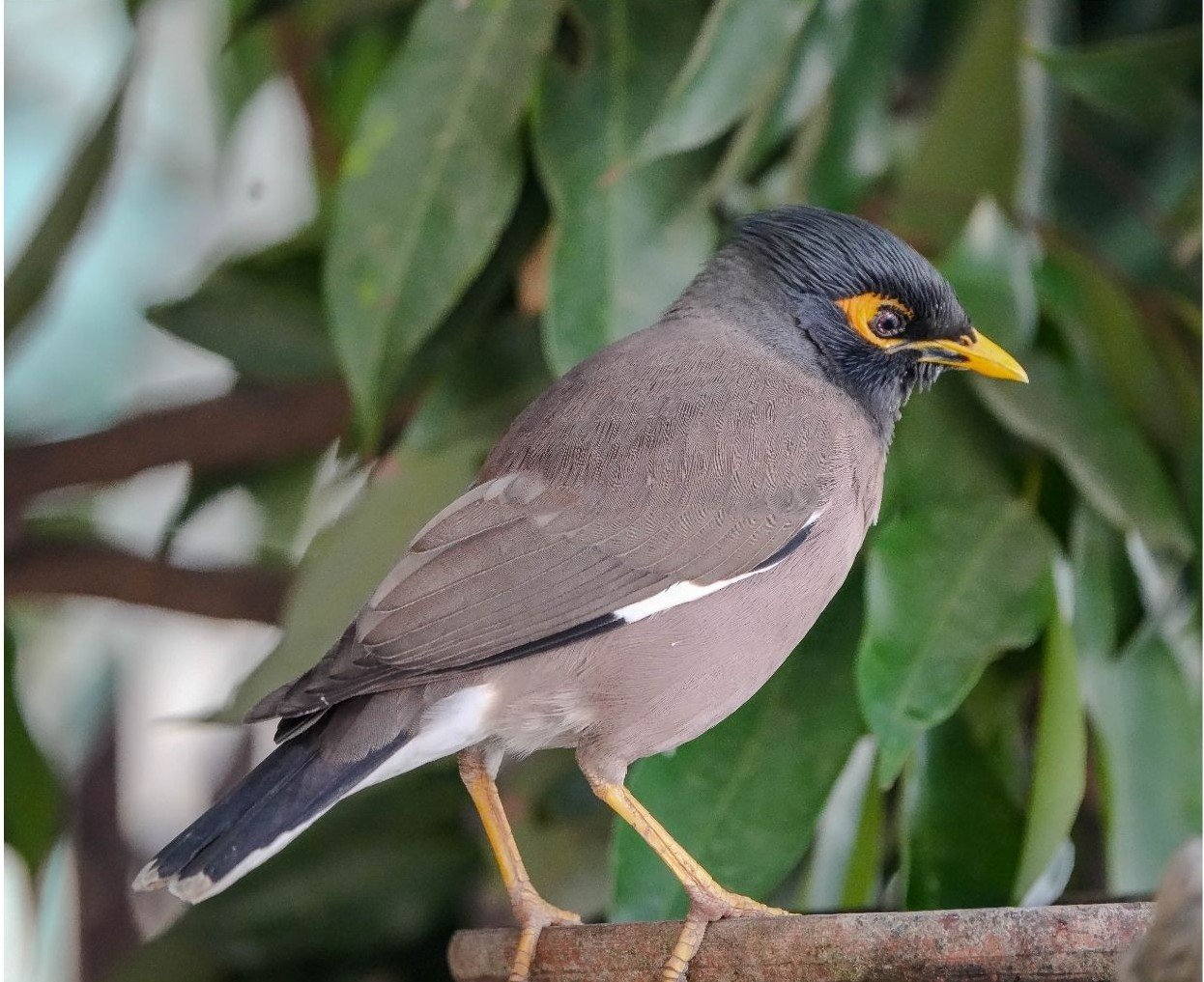 Indian Mynas