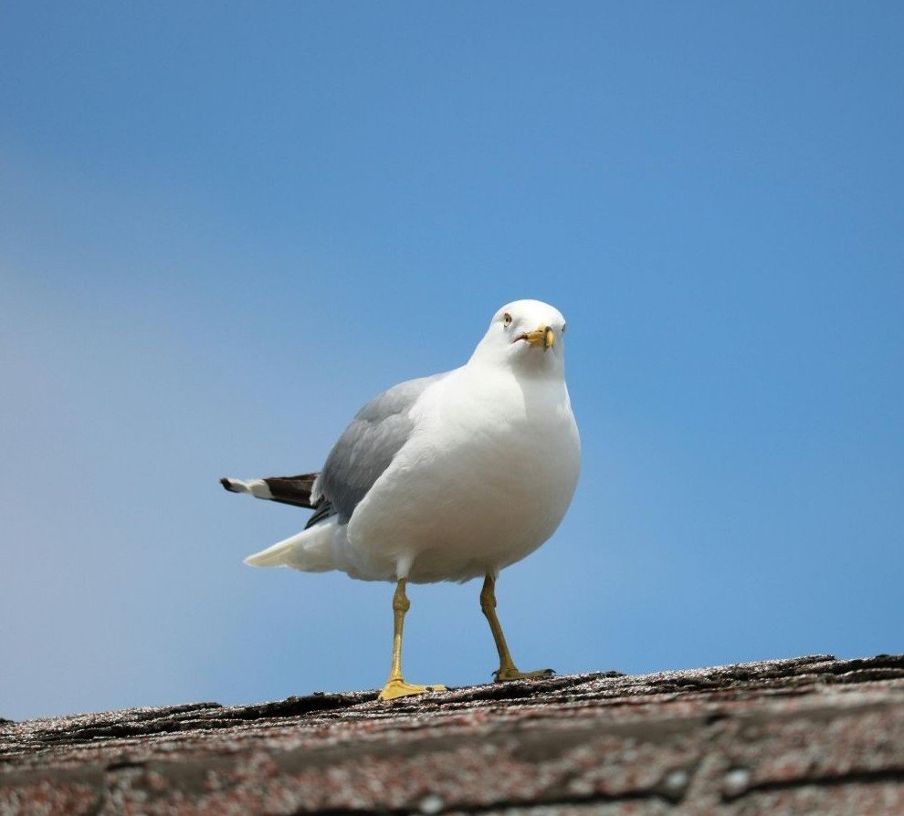 Silver Gulls (Seagulls)