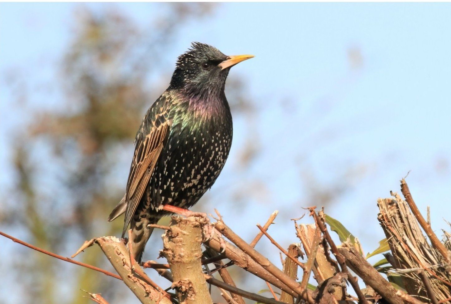 European Starlings